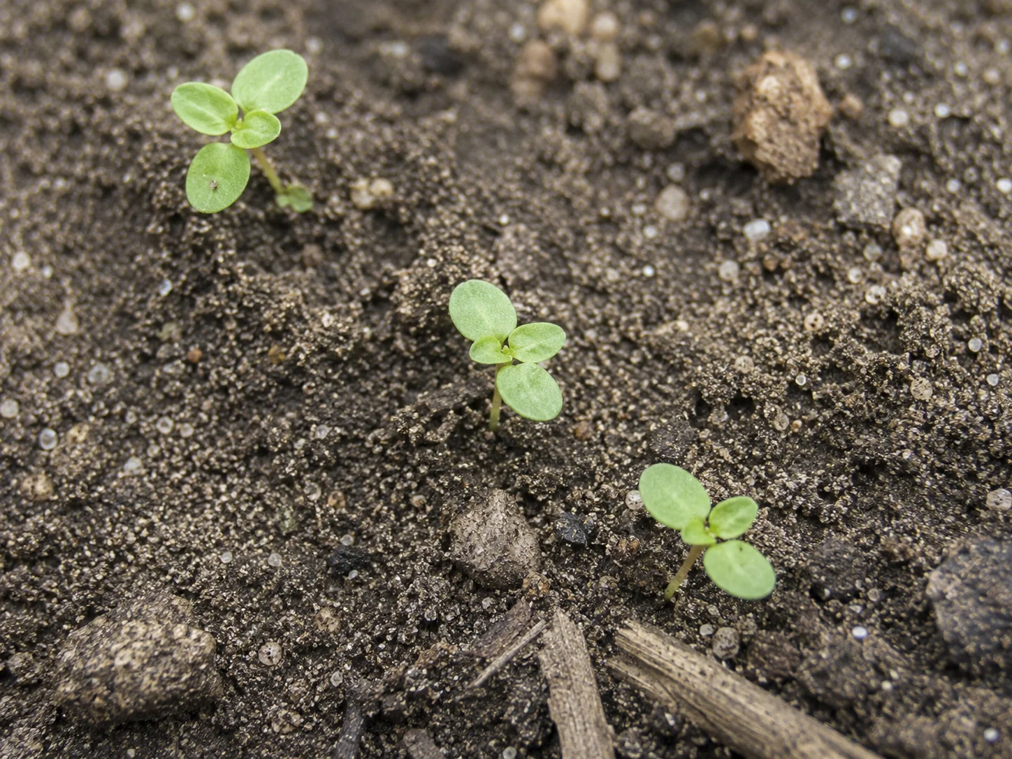Vogelmuur, oefenbeeld uit de AgriLearn-beeldenbank