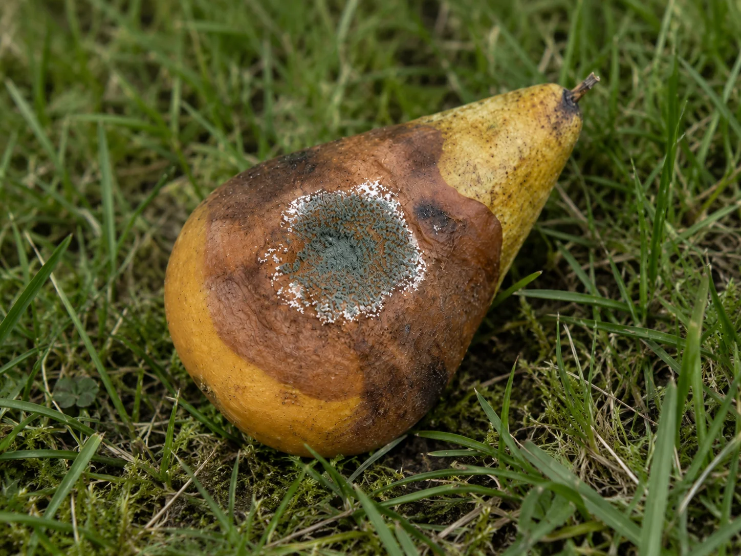 Vruchtrot - Penicillium, oefenbeeld uit de AgriLearn-beeldenbank