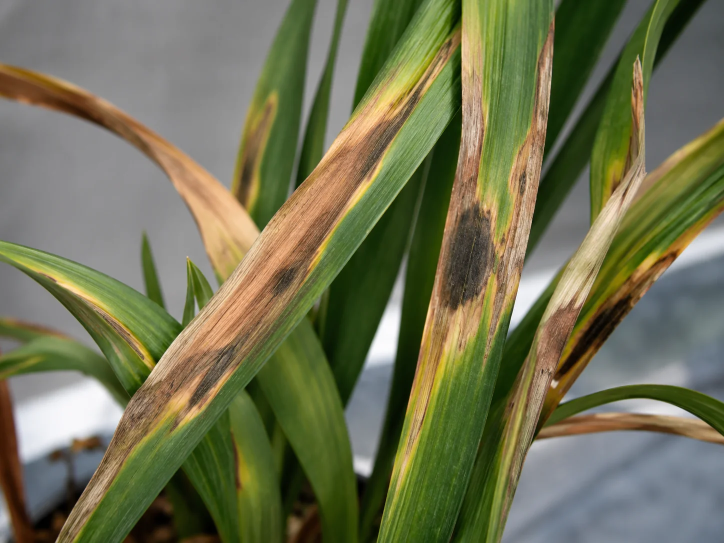 Vuur - gladiool, oefenbeeld uit de AgriLearn-beeldenbank