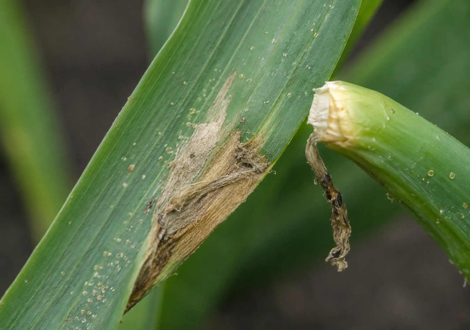 Vuur - hyacint, oefenbeeld uit de AgriLearn-beeldenbank