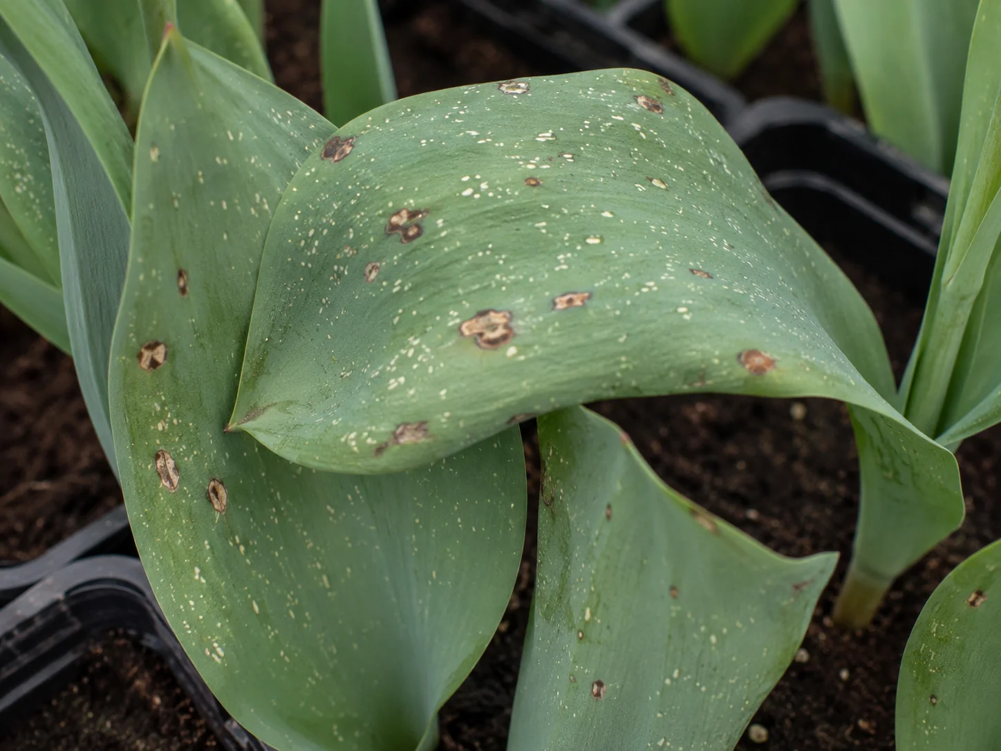 Vuur - tulp, oefenbeeld uit de AgriLearn-beeldenbank