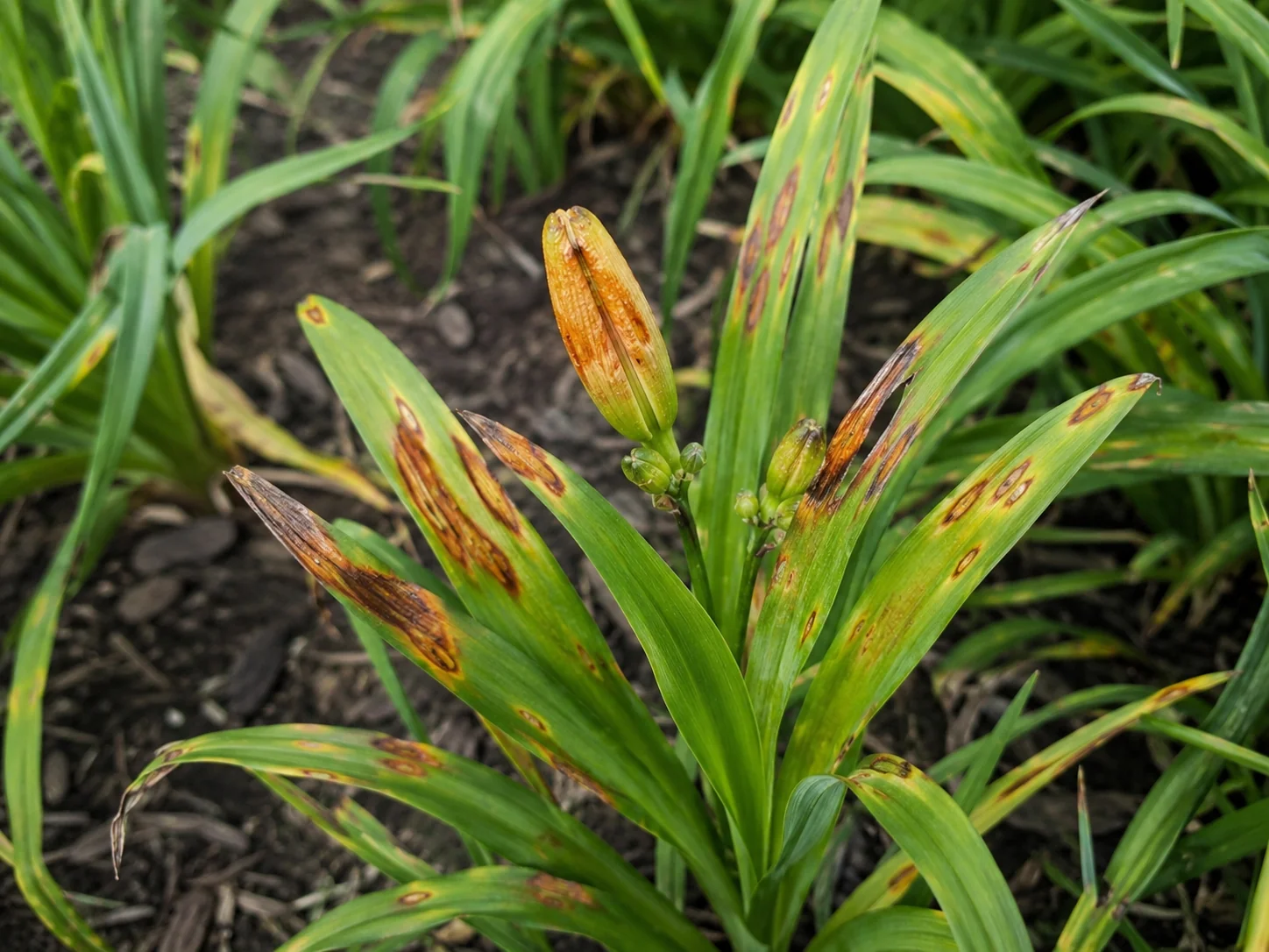Vuur (algemeen), oefenbeeld uit de AgriLearn-beeldenbank