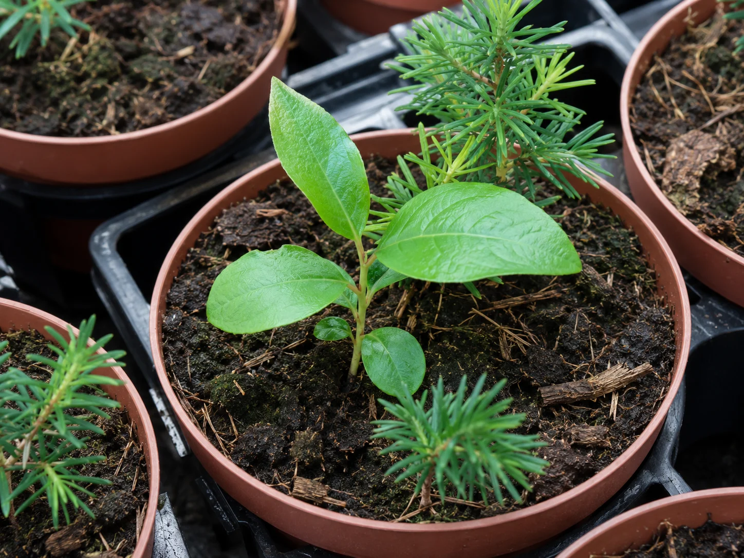 Wilg, oefenbeeld uit de AgriLearn-beeldenbank