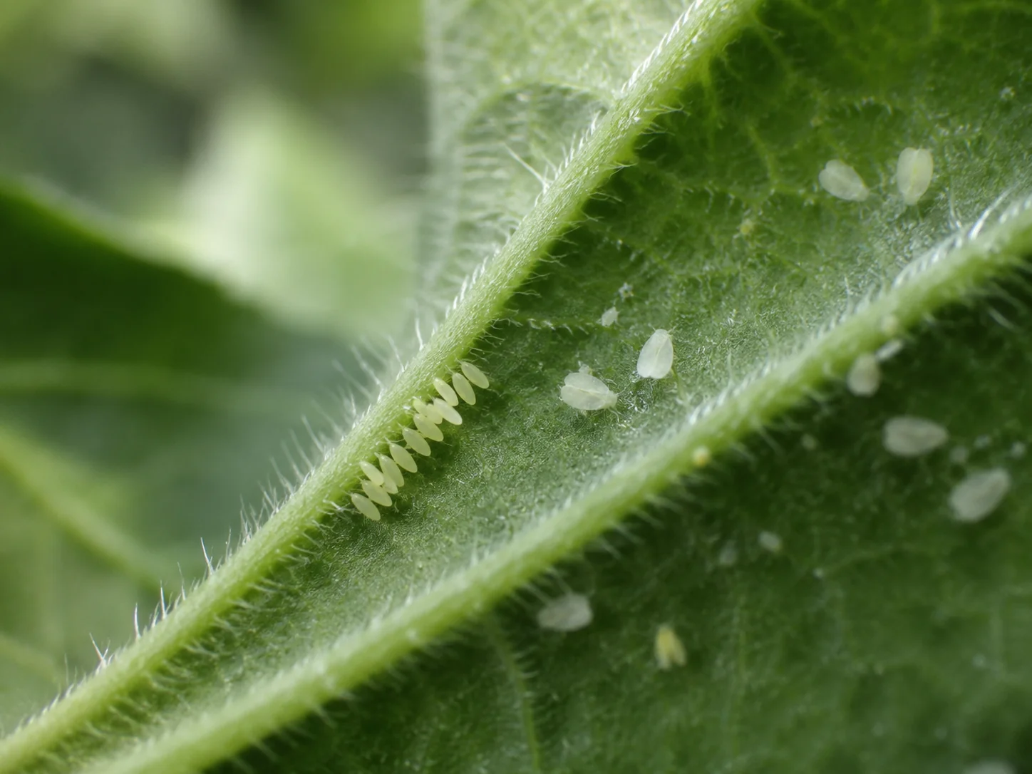 Witte vlieg - kaswittevlieg, oefenbeeld uit de AgriLearn-beeldenbank