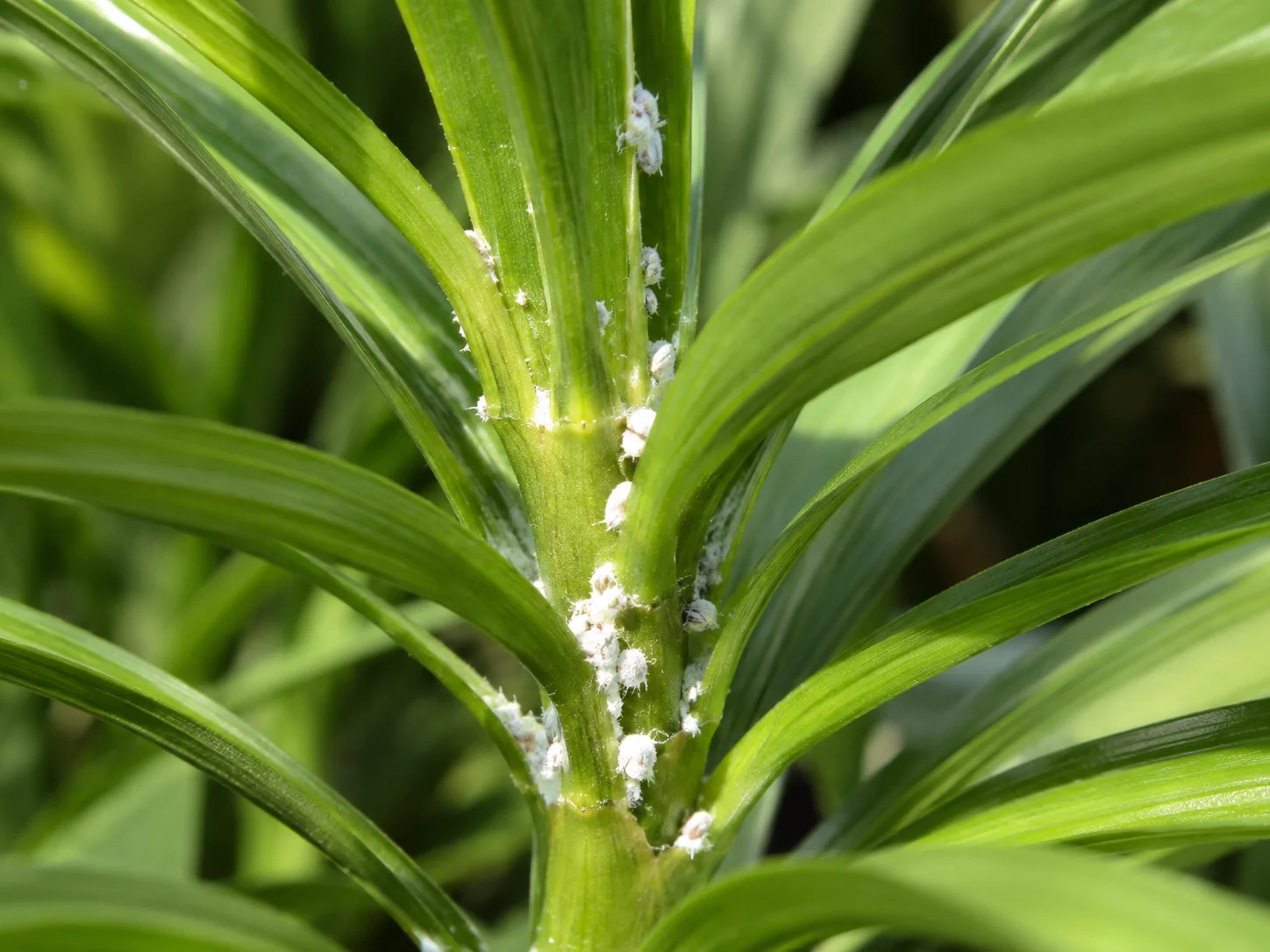 Wolluis - citruswolluis - langstaartwolluis, oefenbeeld uit de AgriLearn-beeldenbank