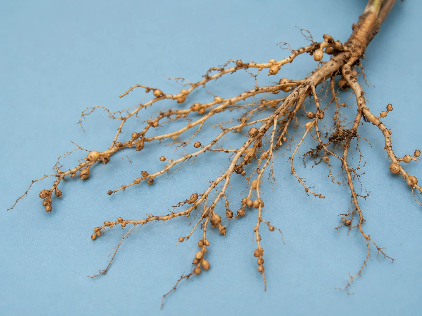 Wortelknobbelaaltje - algemeen, oefenbeeld uit de AgriLearn-beeldenbank