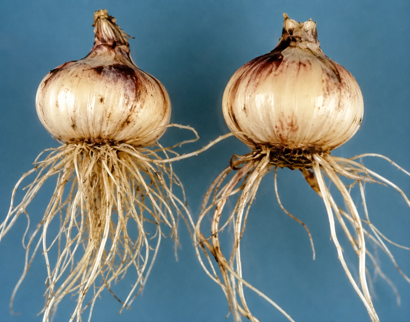 Wortellesieaaltje - hyacint, oefenbeeld uit de AgriLearn-beeldenbank