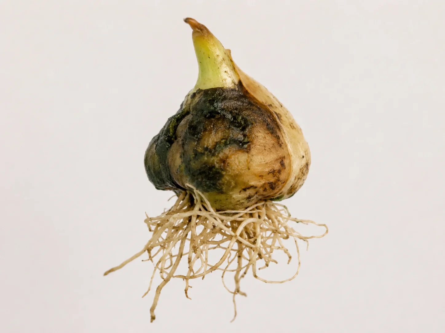 Wortellesieaaltje - tulp, oefenbeeld uit de AgriLearn-beeldenbank