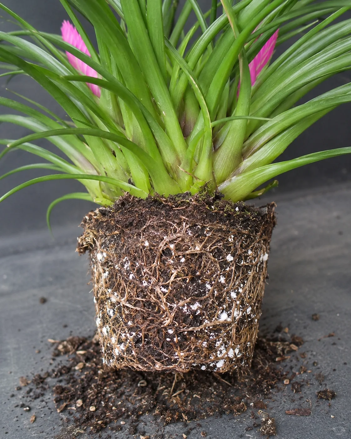 Wortelwolluis, oefenbeeld uit de AgriLearn-beeldenbank