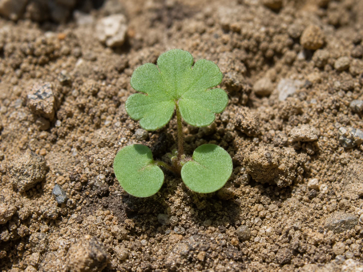 Zachte ooievaarsbek, oefenbeeld uit de AgriLearn-beeldenbank