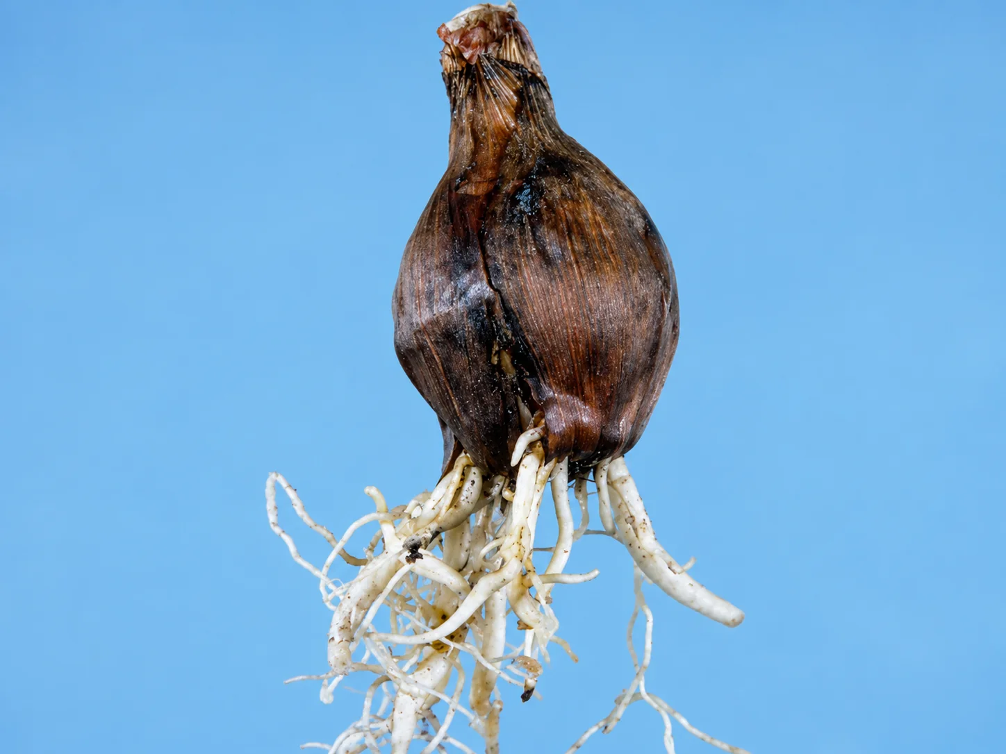 Zuidelijk wortelknobbelaaltje - Iris, oefenbeeld uit de AgriLearn-beeldenbank