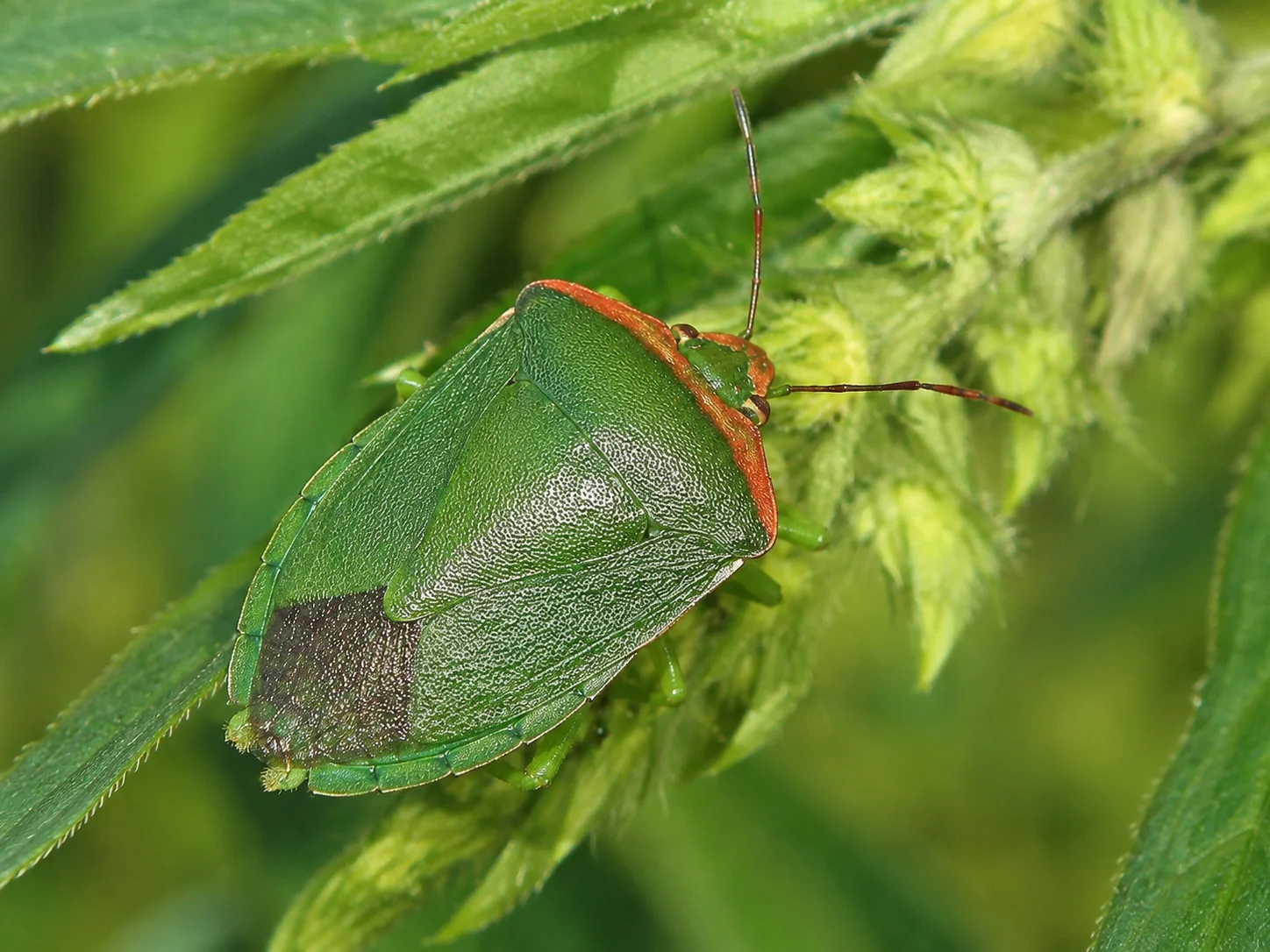 Zuidelijke groene stinkwants, oefenbeeld uit de AgriLearn-beeldenbank