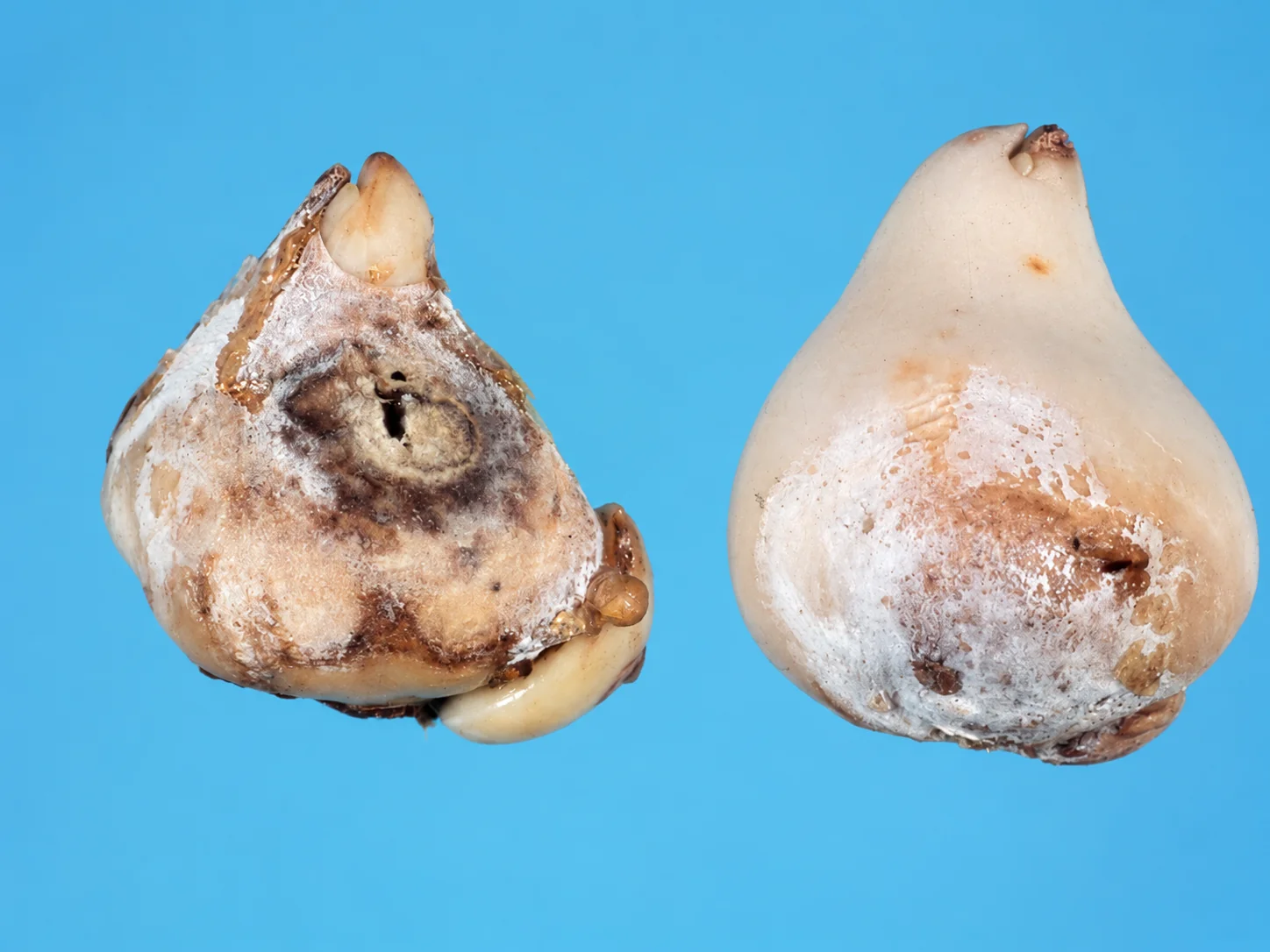 Zuur - fusarium, oefenbeeld uit de AgriLearn-beeldenbank