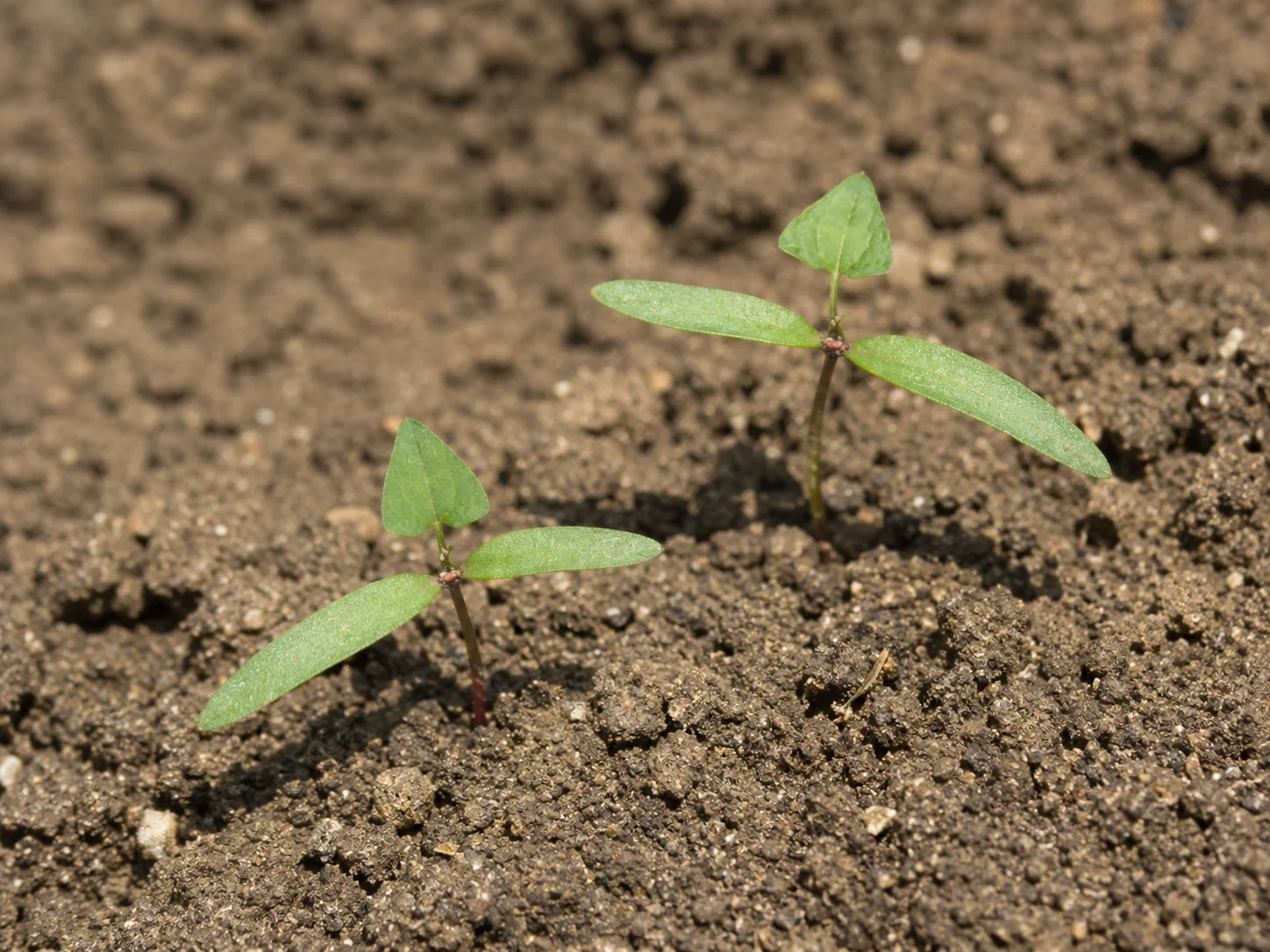Zwaluwtong, oefenbeeld uit de AgriLearn-beeldenbank