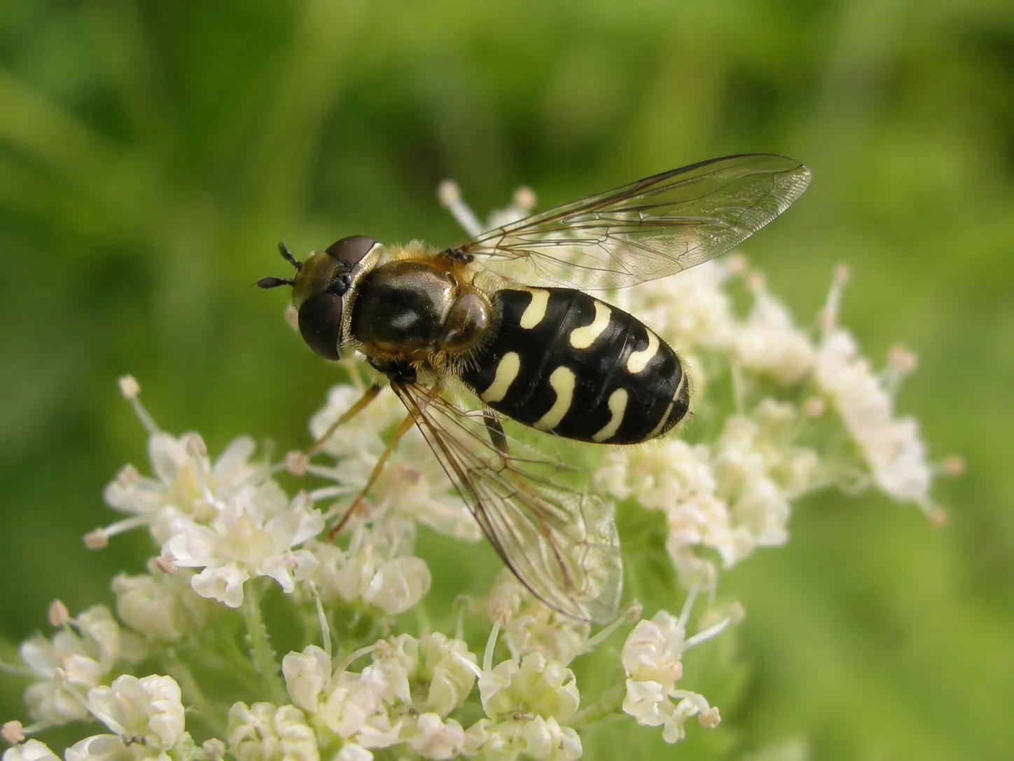 Zweefvliegen, oefenbeeld uit de AgriLearn-beeldenbank