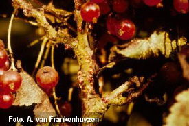 Dopluis - gewone dopluis, oefenbeeld uit de AgriLearn-beeldenbank