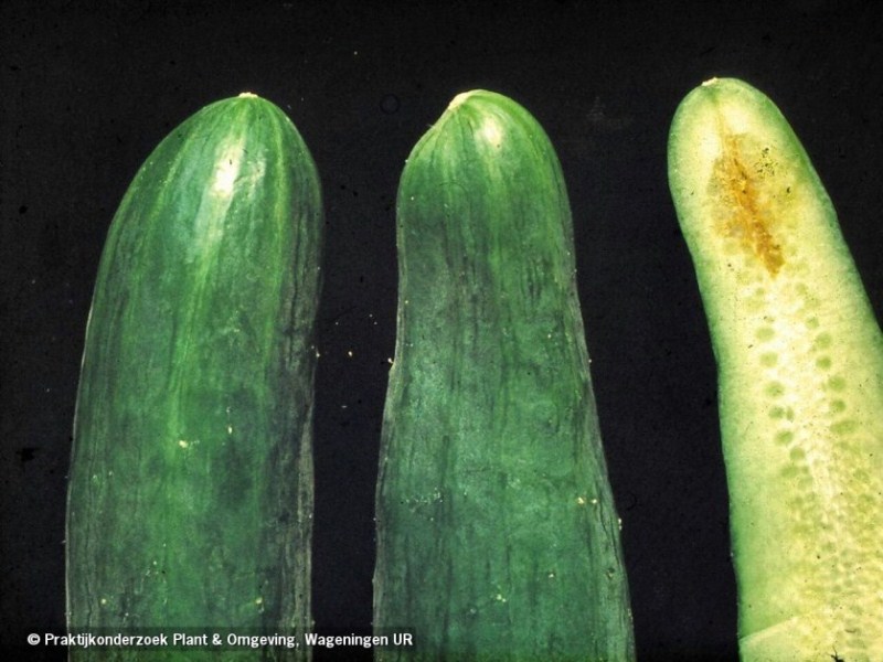 Mycosphaerella - komkommer, oefenbeeld uit de AgriLearn-beeldenbank
