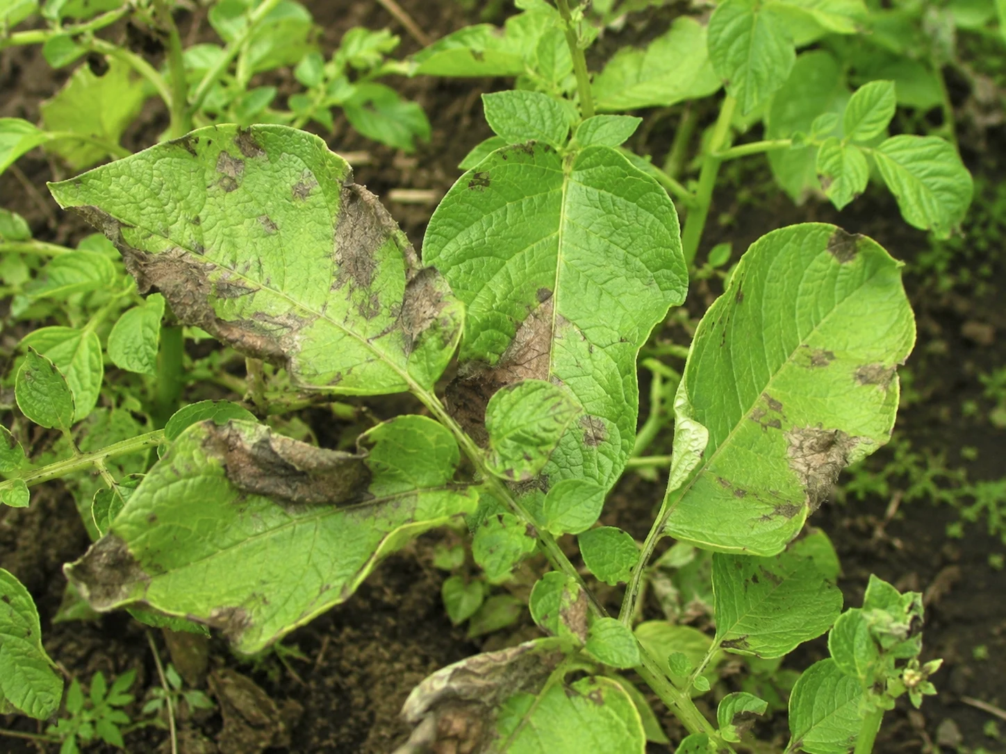 Aardappelblad met aantasting door Phytophthora