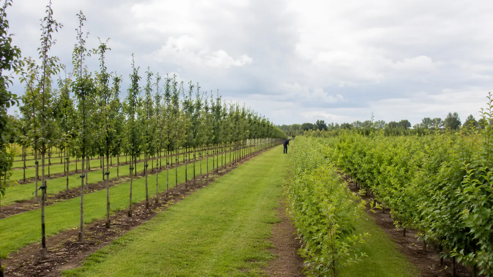 Boomkwekerij met rijen laanbomen
