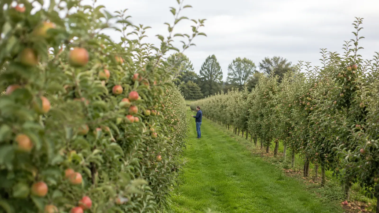 Fruitteler in een boomgaard